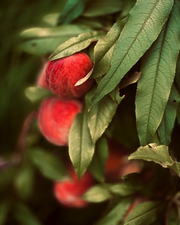 GRAM peaches